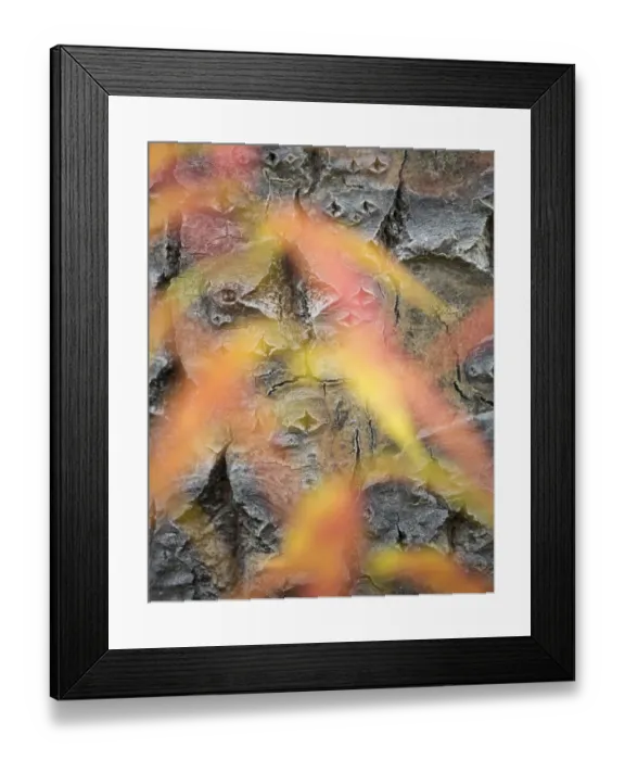 Framed Print : Autumnal foliage of Fireweed (Epilobium angustifolium) Kluane National Park, Yukon Territories Framed Print : Autumnal foliage of Fireweed (Epilobium angustifolium) Kluane National Park, Yukon Territories