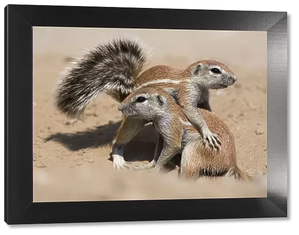 Young ground squirrels (Xerus inauris) playing, Kgalagadi Transfrontier Park, South Africa