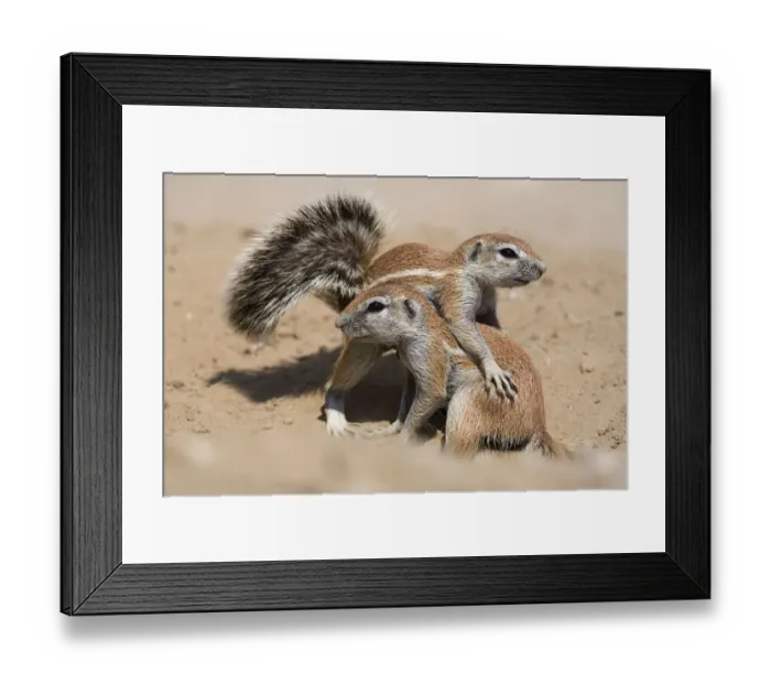 Framed Print : Young ground squirrels (Xerus inauris) playing, Kgalagadi Transfrontier Park, South Africa Framed Print : Young ground squirrels (Xerus inauris) playing, Kgalagadi Transfrontier Park, South Africa