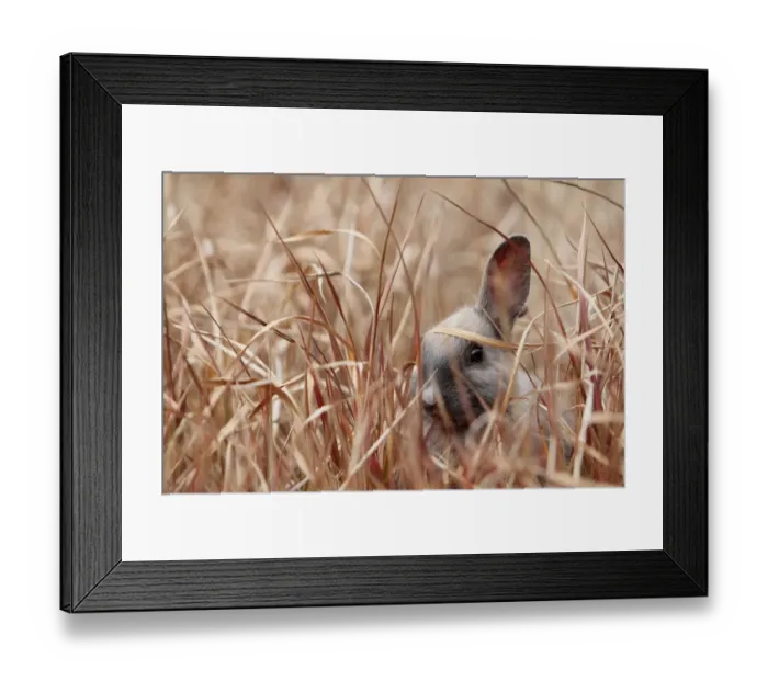 Framed Print : Young rabbit hiding in grass, Okunoshima Rabbit island, Takehara, Hiroshima, Japan Framed Print : Young rabbit hiding in grass, Okunoshima Rabbit island, Takehara, Hiroshima, Japan