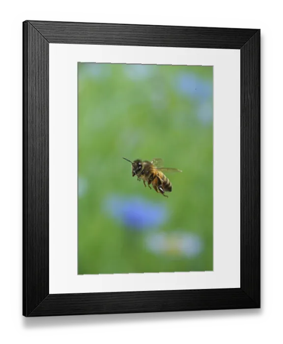Framed Print : Honey bee (Apis mellifera) in flight, Surrey, England, July Framed Print : Honey bee (Apis mellifera) in flight, Surrey, England, July