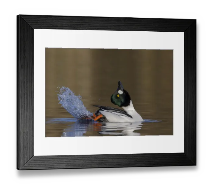 Framed Print : Common goldeneye (Bucephala clangula) male performing its mating display. Southern Norway Framed Print : Common goldeneye (Bucephala clangula) male performing its mating display. Southern Norway