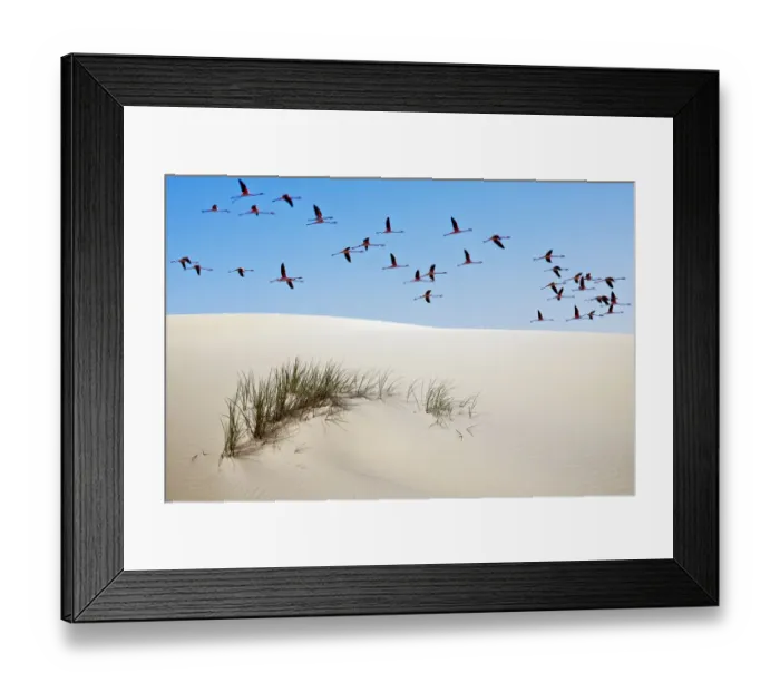 Framed Print : Greater flamingos (Phoenicopterus ruber) in flight over sand dune, Donana National Park Framed Print : Greater flamingos (Phoenicopterus ruber) in flight over sand dune, Donana National Park