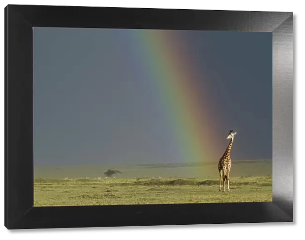 Masai giraffe (Giraffa camelopardalis tippelskirchi) with rainbow beyond, Masai-Mara game reserve