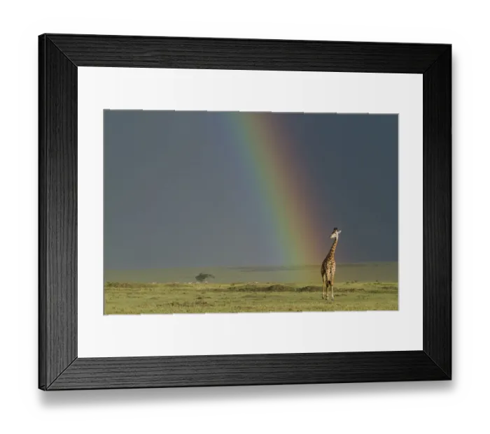 Framed Print : Masai giraffe (Giraffa camelopardalis tippelskirchi) with rainbow beyond, Masai-Mara game reserve Framed Print : Masai giraffe (Giraffa camelopardalis tippelskirchi) with rainbow beyond, Masai-Mara game reserve