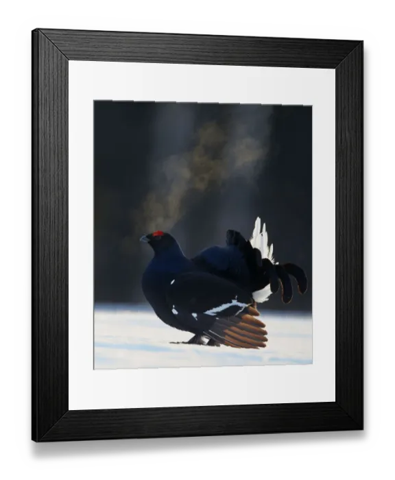 Framed Print : Black Grouse (Tetrao tetrix) male displaying with breath condensing in cold air, Kuusamo Framed Print : Black Grouse (Tetrao tetrix) male displaying with breath condensing in cold air, Kuusamo