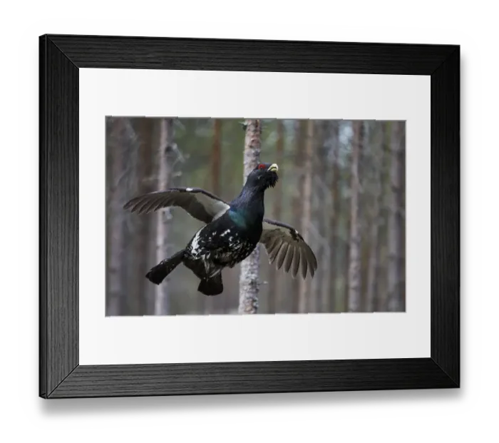 Framed Print : Capercaillie (Tetrao urogallus) male in flight, Jalasjarvi, Finland, April Framed Print : Capercaillie (Tetrao urogallus) male in flight, Jalasjarvi, Finland, April