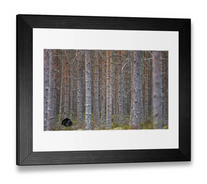 Framed Print : Capercaillie (Tetrao urogallus) in forest habitat, Jalasjarvi, Finland, April Framed Print : Capercaillie (Tetrao urogallus) in forest habitat, Jalasjarvi, Finland, April
