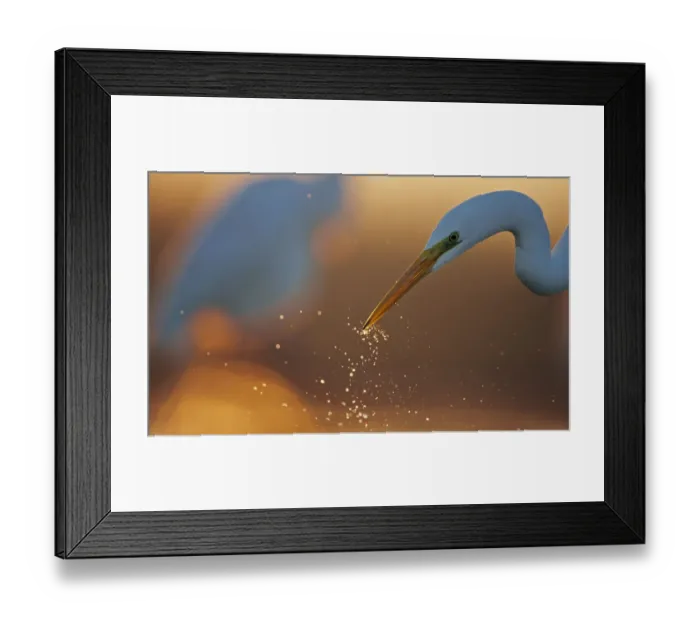 Framed Print : Great White Egret (Egretta alba) with water splashing from beak, Hungary January Framed Print : Great White Egret (Egretta alba) with water splashing from beak, Hungary January