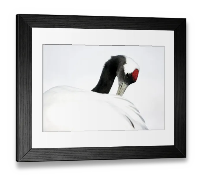 Framed Print : Red-crowned Crane (Grus japonensis) preening in snow, Hokkaido, Japan, February Framed Print : Red-crowned Crane (Grus japonensis) preening in snow, Hokkaido, Japan, February