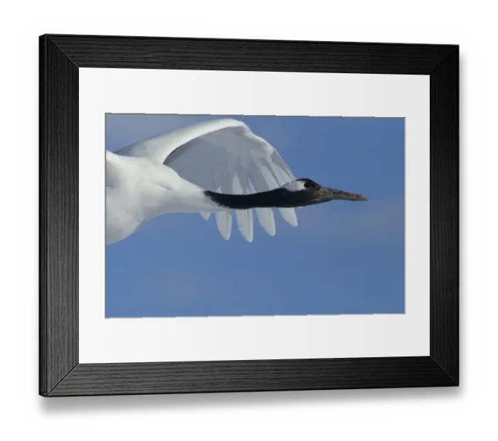 Framed Print : Red-crowned Crane (Grus japonensis) in flight, Hokkaido, Japan, February Framed Print : Red-crowned Crane (Grus japonensis) in flight, Hokkaido, Japan, February