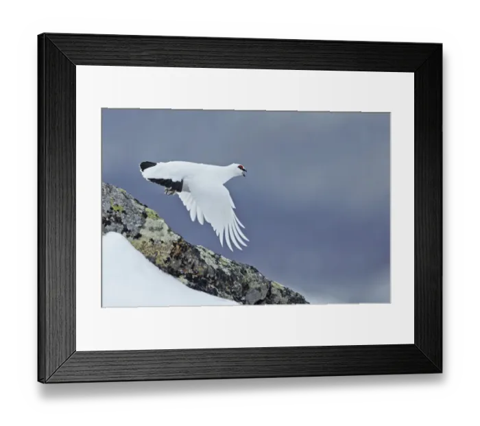 Framed Print : Ptarmigan (Lagopus mutus) in winter plumage in flight, Utsjoki, Finland, April Framed Print : Ptarmigan (Lagopus mutus) in winter plumage in flight, Utsjoki, Finland, April
