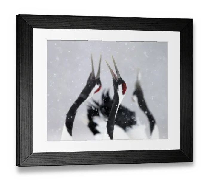 Framed Print : Red-crowned Cranes (Grus japonensis) displaying and calling in snow, Hokkaido, Japan Framed Print : Red-crowned Cranes (Grus japonensis) displaying and calling in snow, Hokkaido, Japan