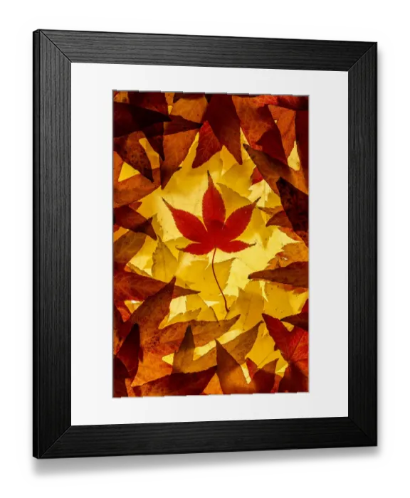Framed Print : Maple leaves backlit on lightbox, Broxwater, Cornwall, UK. November 2013 Framed Print : Maple leaves backlit on lightbox, Broxwater, Cornwall, UK. November 2013
