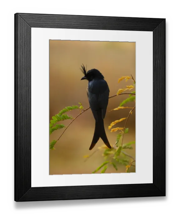 Framed Print : Crested drongo (Dicrurus forficatus) rear view, Berenty Reserve, Madagascar Framed Print : Crested drongo (Dicrurus forficatus) rear view, Berenty Reserve, Madagascar