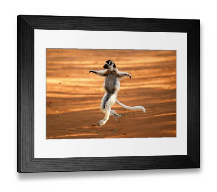 Framed Print : Verreauxs sifaka (Propithecus verreauxi) dancing. Berenty Private Reserve Framed Print : Verreauxs sifaka (Propithecus verreauxi) dancing. Berenty Private Reserve