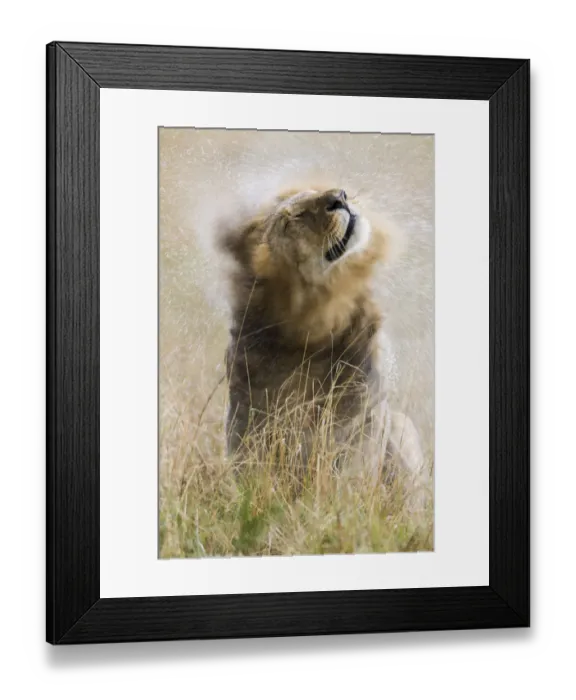 Framed Print : Male Lion (Panthera leo) shaking off water in the rain, Masai-Mara game reserve, Kenya Framed Print : Male Lion (Panthera leo) shaking off water in the rain, Masai-Mara game reserve, Kenya