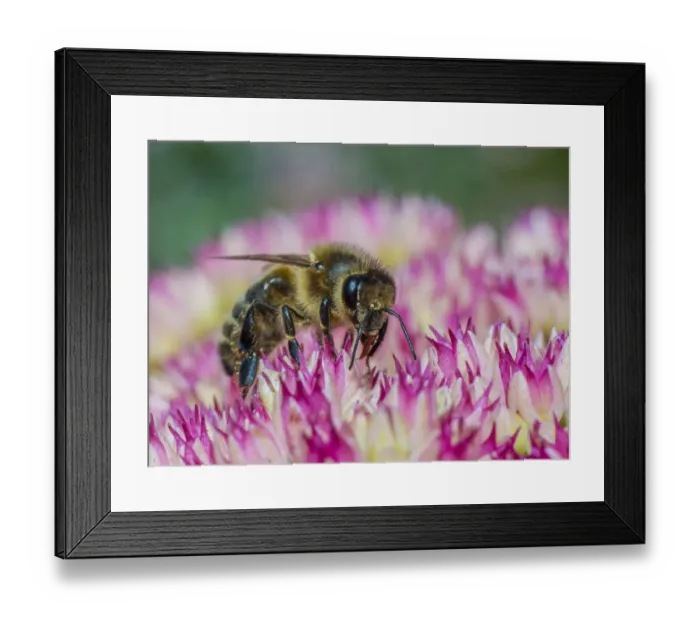 Framed Print : Close up of European dark bee (Apis mellifera mellifera - nigra race), feeding Framed Print : Close up of European dark bee (Apis mellifera mellifera - nigra race), feeding