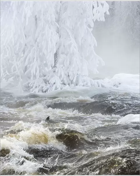 White-throated dipper (Cinclus cinclus) winter with river flooding, Kuusa, Laukaa