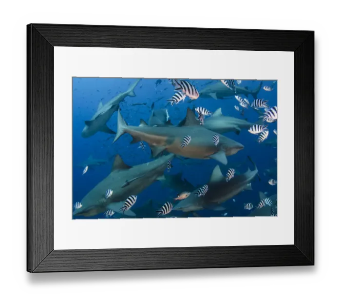 Framed Print : Bull sharks (Carcharhinus leucas) in Beqa (Benga) Lagoon, a reserve where sharks Framed Print : Bull sharks (Carcharhinus leucas) in Beqa (Benga) Lagoon, a reserve where sharks