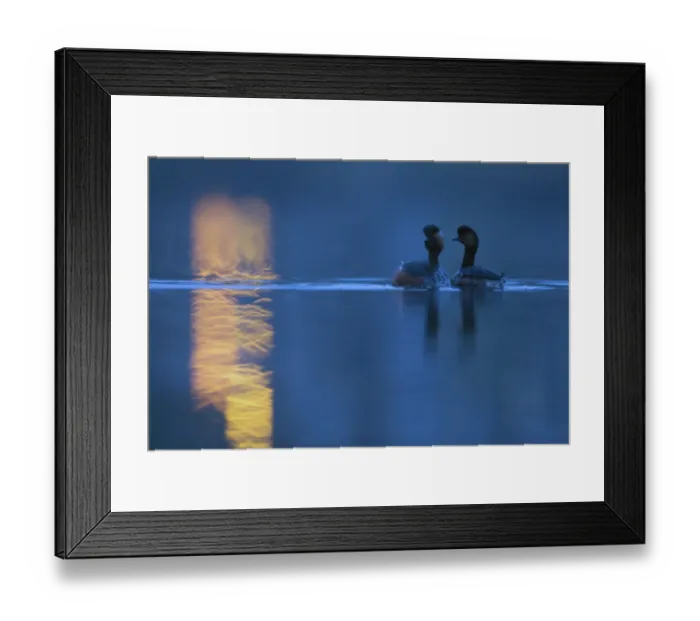 Framed Print : Black necked grebe (Podiceps nigricollis) pair at night, performing their courtship Framed Print : Black necked grebe (Podiceps nigricollis) pair at night, performing their courtship