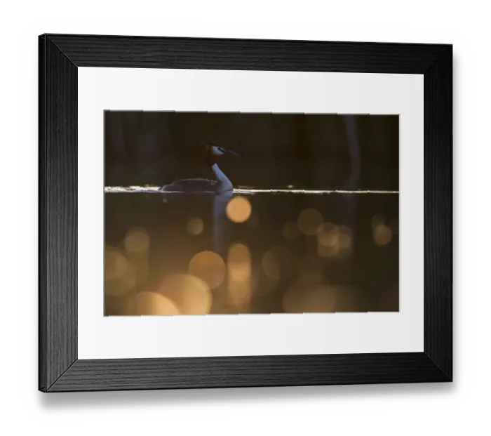 Framed Print : Great crested grebe (Podiceps cristatus) adult bird backlit with bokeh affect in foreground Framed Print : Great crested grebe (Podiceps cristatus) adult bird backlit with bokeh affect in foreground
