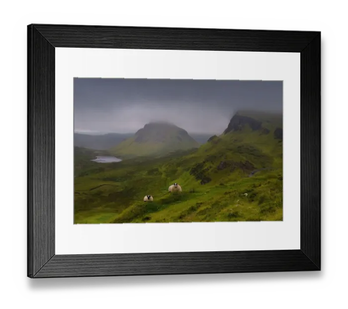 Framed Print : Sheep (Ovis aries) resting on the Quiraing mountains with low cloud cover, Isle of Skye