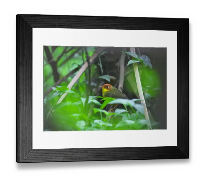 Framed Print : Chestnut-headed Tesia (Tesia castaneocoronata) perched, Sichuan Province, China Framed Print : Chestnut-headed Tesia (Tesia castaneocoronata) perched, Sichuan Province, China