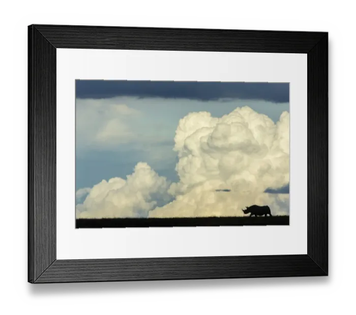 Framed Print : Male black rhinoceros (Diceros bicornis) silhouetted against clouds, Masai-Mara Game Reserve, Kenya. March Framed Print : Male black rhinoceros (Diceros bicornis) silhouetted against clouds, Masai-Mara Game Reserve, Kenya. March