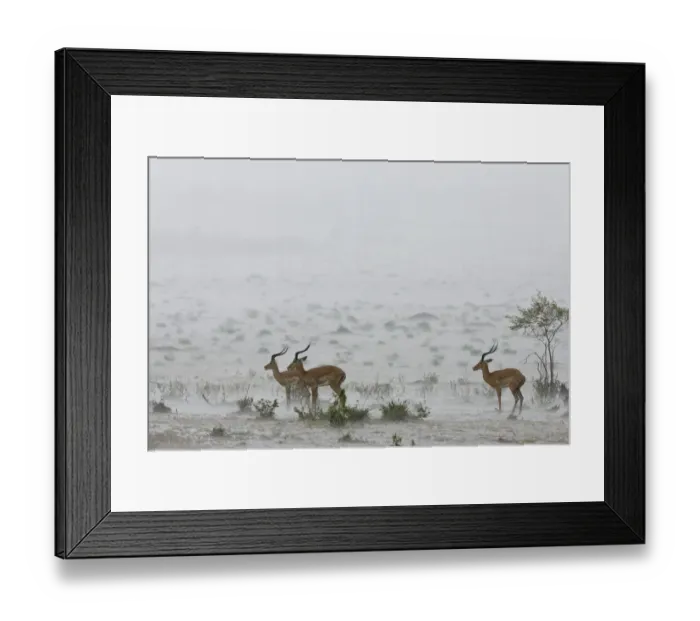 Framed Print : Male impalas (Aepyceros melampus) standing in heavy rain, Masai-Mara Game Reserve, Kenya Framed Print : Male impalas (Aepyceros melampus) standing in heavy rain, Masai-Mara Game Reserve, Kenya