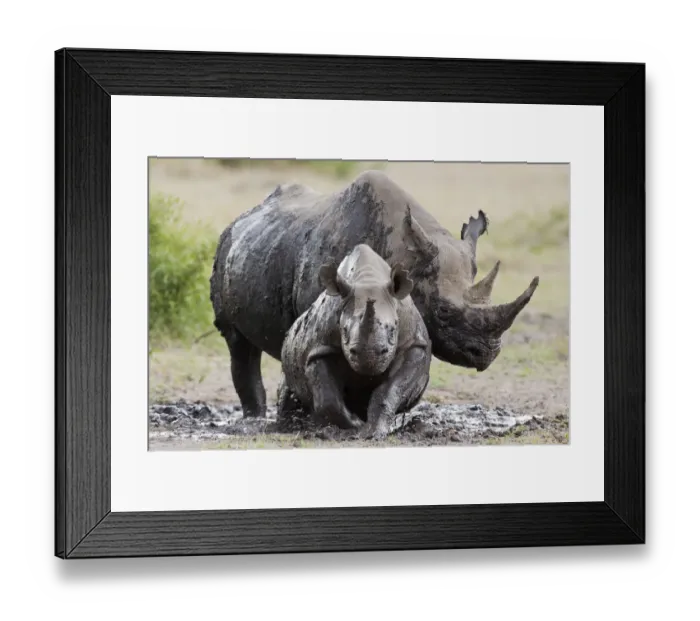 Framed Print : Black rhinoceros (Diceros bicornis) female and young in the mud, Masai-Mara Game Reserve, Kenya Framed Print : Black rhinoceros (Diceros bicornis) female and young in the mud, Masai-Mara Game Reserve, Kenya