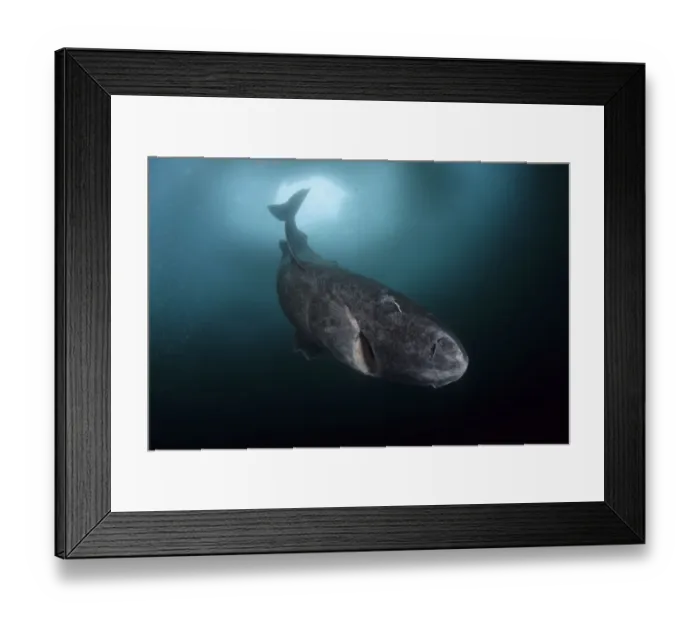 Framed Print : Greenland shark (Somniosus microcephalus) with parasitic copepod (Ommatokoita elongata)