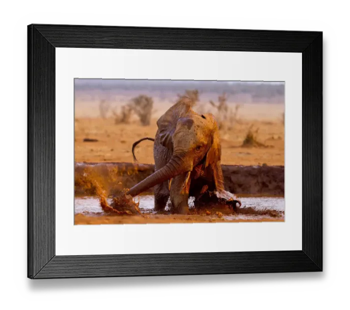 Framed Print : African elephant (Loxodonta africana) having a mud bath at a water hole, Tsavo East National Park Framed Print : African elephant (Loxodonta africana) having a mud bath at a water hole, Tsavo East National Park