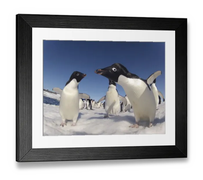 Framed Print : Adelie penguin (Pygoscelis adeliae) close up portrait, Antarctica Framed Print : Adelie penguin (Pygoscelis adeliae) close up portrait, Antarctica