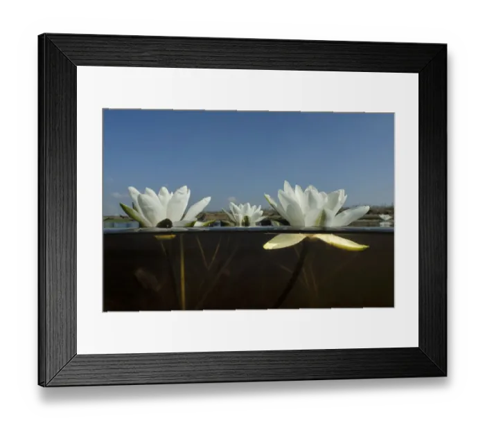 Framed Print : White waterlily (Nymphaea alba) in a peat bog lake, De Weerribben-Wieden National Park, Holland Framed Print : White waterlily (Nymphaea alba) in a peat bog lake, De Weerribben-Wieden National Park, Holland