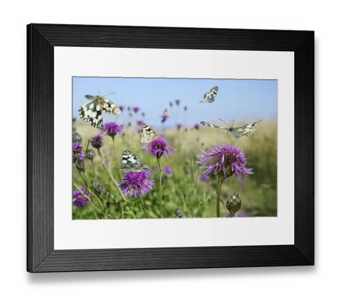 Framed Print : Marbled white butterflies (Melanargia galathea) visiting Greater knapweed (Centaurea Framed Print : Marbled white butterflies (Melanargia galathea) visiting Greater knapweed (Centaurea