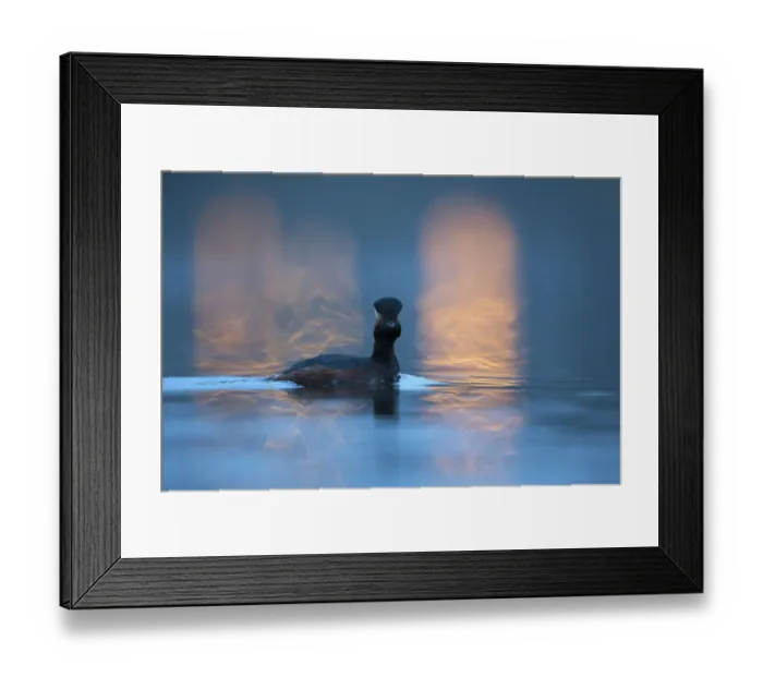 Framed Print : Black necked grebe (Podiceps nigricollis) adult in breeding plumage photographed Framed Print : Black necked grebe (Podiceps nigricollis) adult in breeding plumage photographed