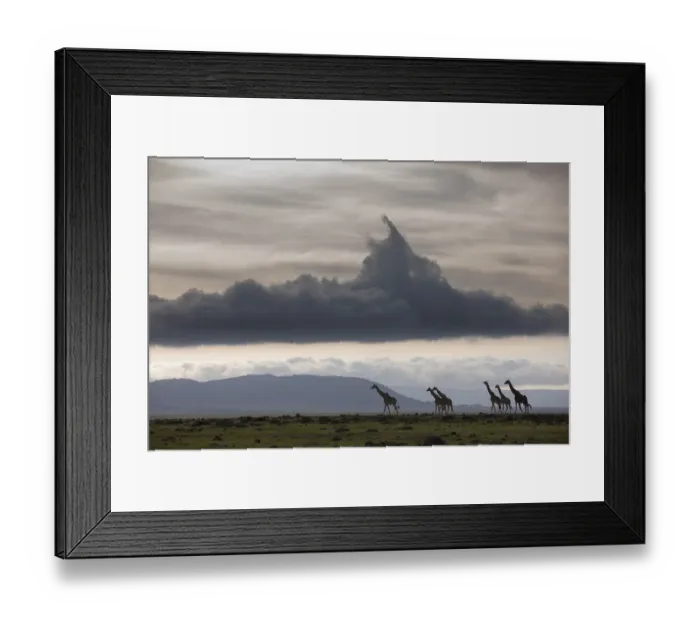 Framed Print : Masai giraffe (Giraffa camelopardalis tippelskirchi) herd walking, Masai-Mara Game Reserve, Kenya Framed Print : Masai giraffe (Giraffa camelopardalis tippelskirchi) herd walking, Masai-Mara Game Reserve, Kenya