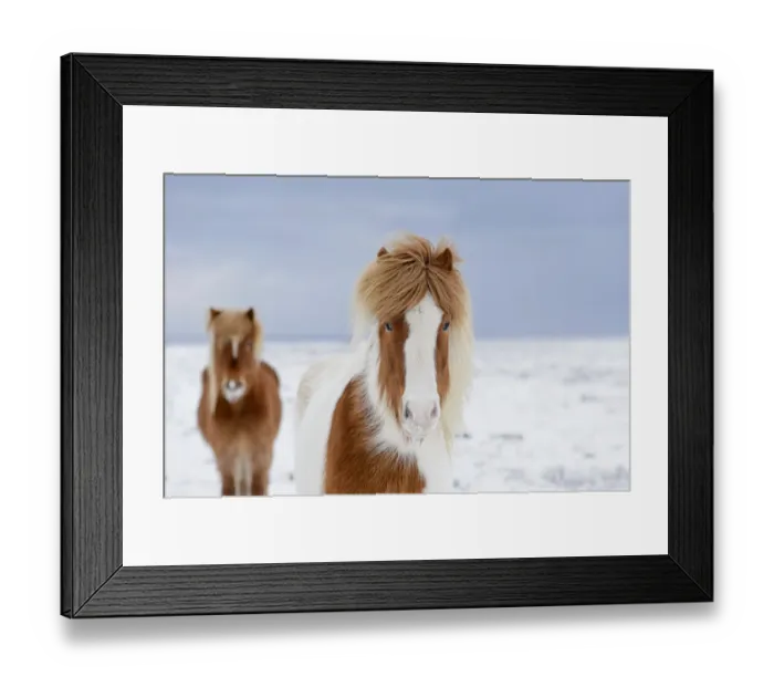 Framed Print : Skewbald and chestnut Icelandic horses in the snow, Snaefellsnes Peninsula, Iceland Framed Print : Skewbald and chestnut Icelandic horses in the snow, Snaefellsnes Peninsula, Iceland