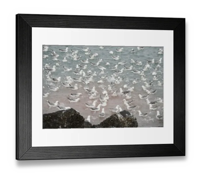 Framed Print : Fulmars (Fulmarus glacialis) on water, feeding at a fish processing plant outfall Framed Print : Fulmars (Fulmarus glacialis) on water, feeding at a fish processing plant outfall