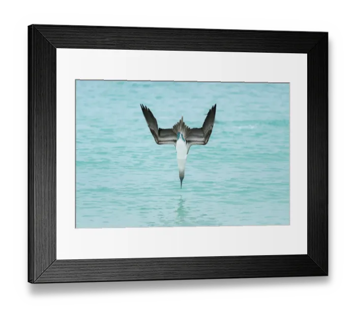 Framed Print : Blue-footed booby (Sula nebouxii) plunge-diving at high speed, San Cristobal Island Framed Print : Blue-footed booby (Sula nebouxii) plunge-diving at high speed, San Cristobal Island