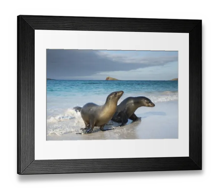 Framed Print : Galapagos sea lion (Zalophus wollebaeki) emerging from water, Galapagos Framed Print : Galapagos sea lion (Zalophus wollebaeki) emerging from water, Galapagos