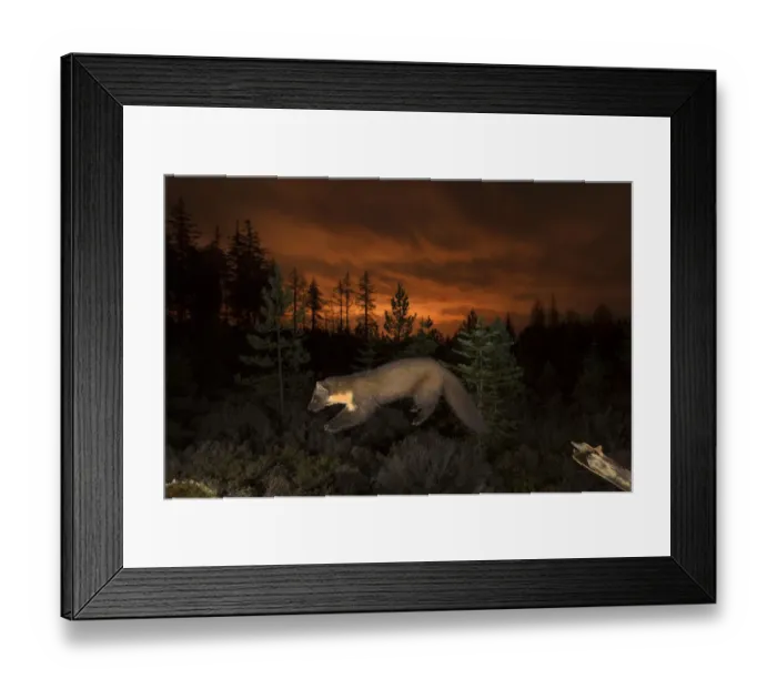 Framed Print : Pine marten (Martes martes) leaping from branch, orange glow in sky behind from Framed Print : Pine marten (Martes martes) leaping from branch, orange glow in sky behind from