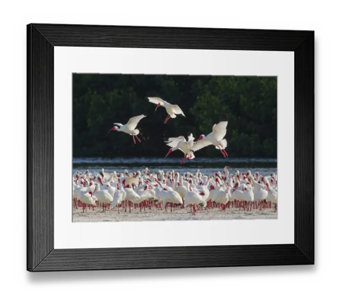 Framed Print : White ibis (Eudocimus albus) flock in breeding plumage, backlit against dark background Framed Print : White ibis (Eudocimus albus) flock in breeding plumage, backlit against dark background