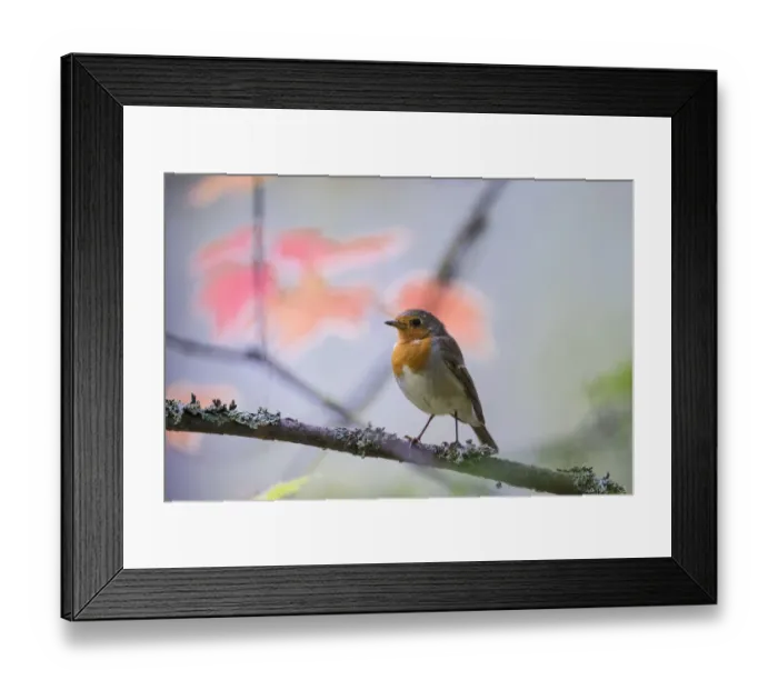 Framed Print : European robin (Erithacus rubecula) adult with autumn leaves in background, Punkaharju Framed Print : European robin (Erithacus rubecula) adult with autumn leaves in background, Punkaharju
