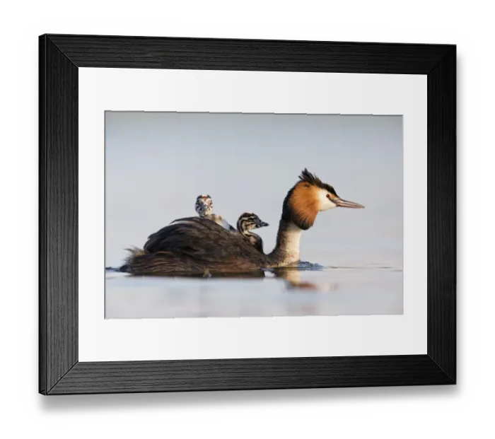Framed Print : Great crested grebe (Podiceps cristatus) close-up of an adult with two young chicks Framed Print : Great crested grebe (Podiceps cristatus) close-up of an adult with two young chicks