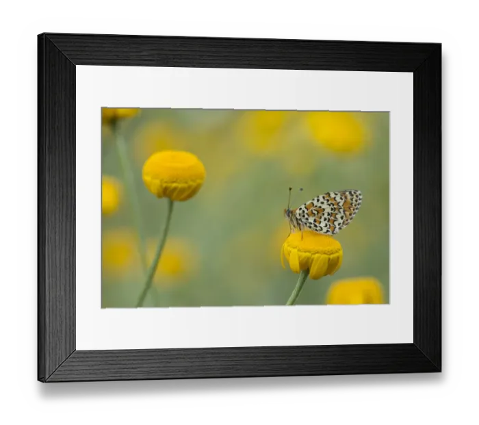 Framed Print : Lesser spotted fritillary (Melitaea trivia) adult at rest on yellow flower, Bulgaria Framed Print : Lesser spotted fritillary (Melitaea trivia) adult at rest on yellow flower, Bulgaria