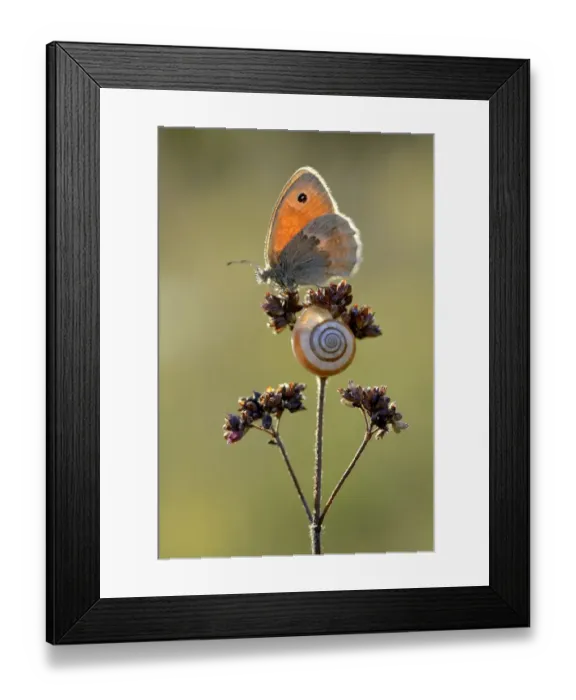 Framed Print : Small heath butterfly (Coenonympha pamphilus) and snail, Ottange, Lorraine, France Framed Print : Small heath butterfly (Coenonympha pamphilus) and snail, Ottange, Lorraine, France