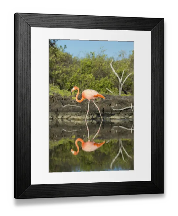 Framed Print : American flamingo (Phoenicopterus ruber) at edge of water, Borrero Bay, Santa Cruz Island Framed Print : American flamingo (Phoenicopterus ruber) at edge of water, Borrero Bay, Santa Cruz Island