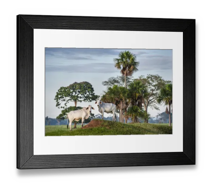 Framed Print : Zebu Cattle (Bos primigenius indicus), Los Llanos, Colombia, South America Framed Print : Zebu Cattle (Bos primigenius indicus), Los Llanos, Colombia, South America